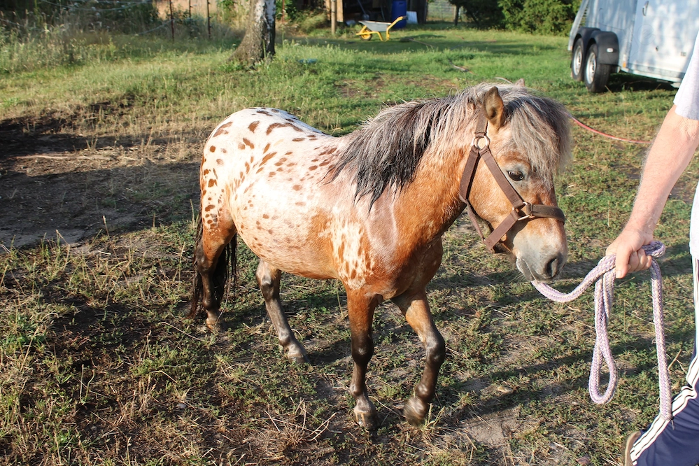  Tigerschecke , Appaloosa, Pony Schecke, Hengst