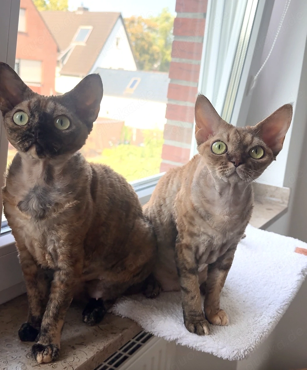 Zwei wunderschöne Devon Rex Katzen suchen ein liebevolles Zuhause   