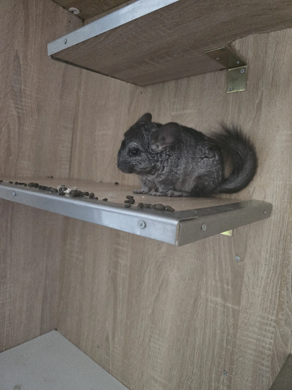 Chinchila Weibchen