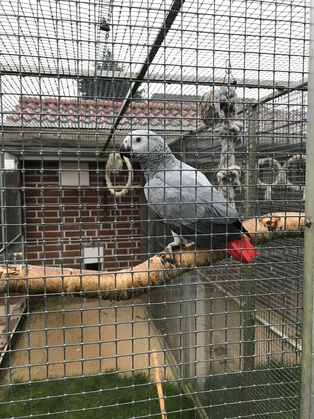 Junge Graupapageien