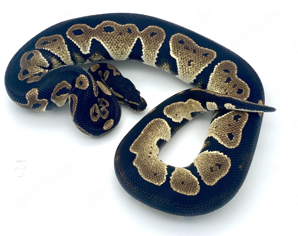 Königspython, Python Regius, Hamm