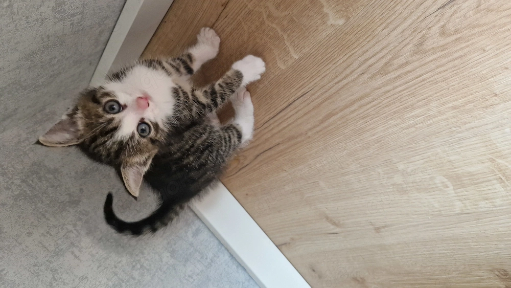 Kleiner Kater abzugeben in liebevolle Hände ( Reserviert )