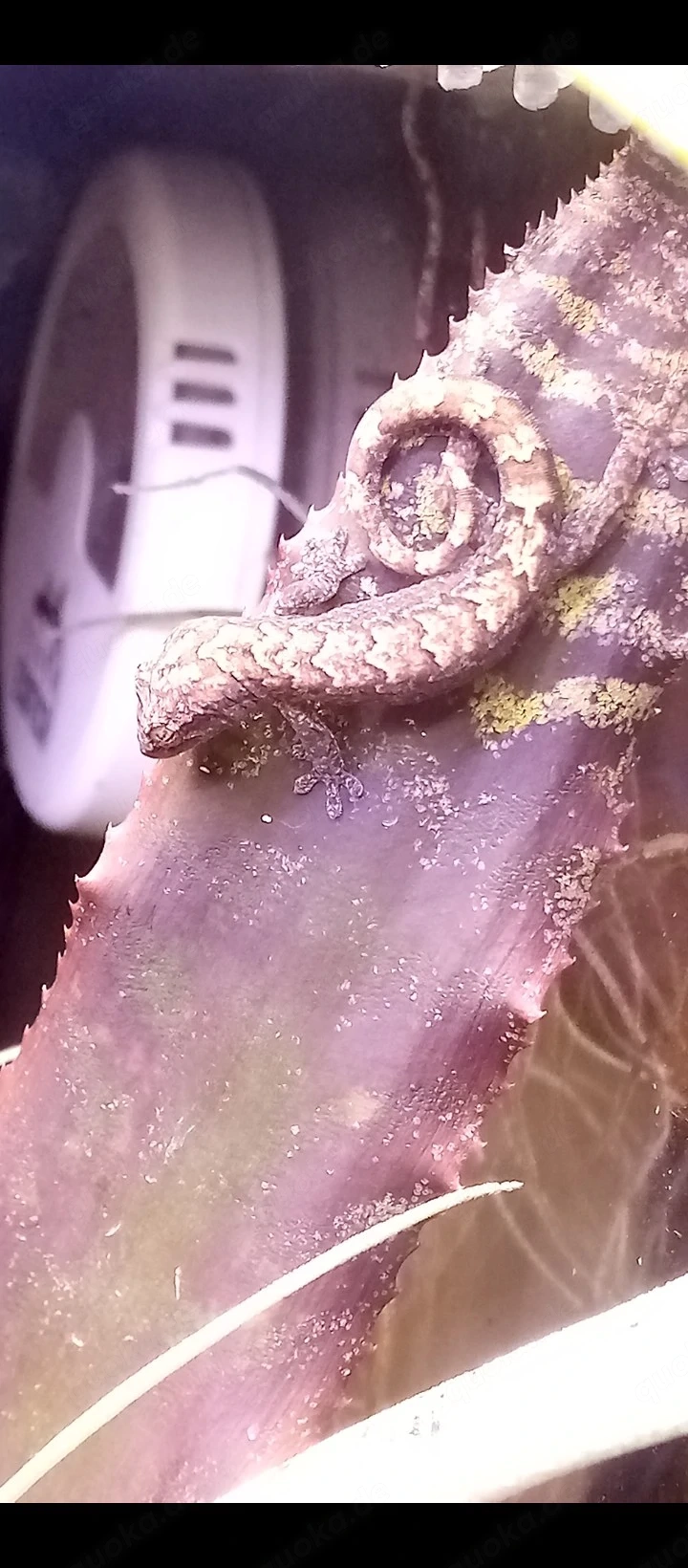 Jungferngecko, mourning gecko, Lepidodactylus lugubris 