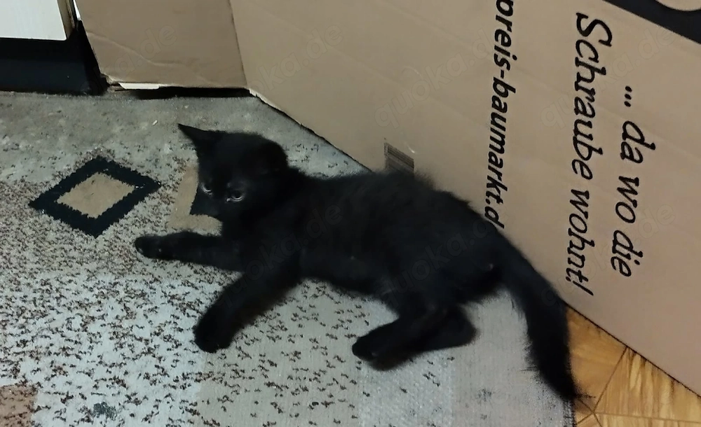 Süßer Kater aus Wildgeburt in liebevolle Hände abzugeben! 
