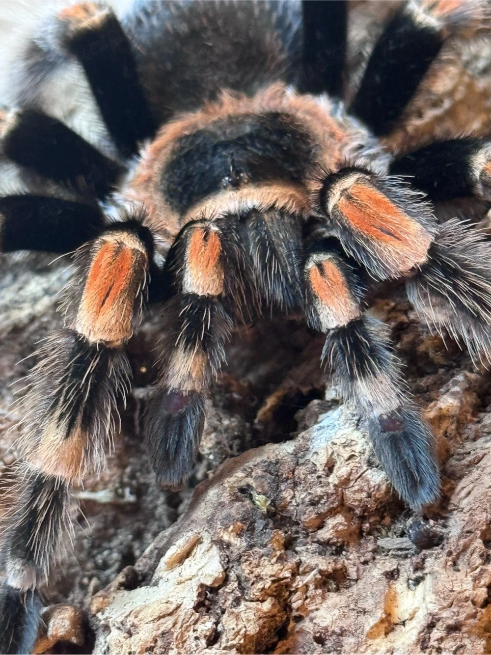 B. Hamorii 0.1
