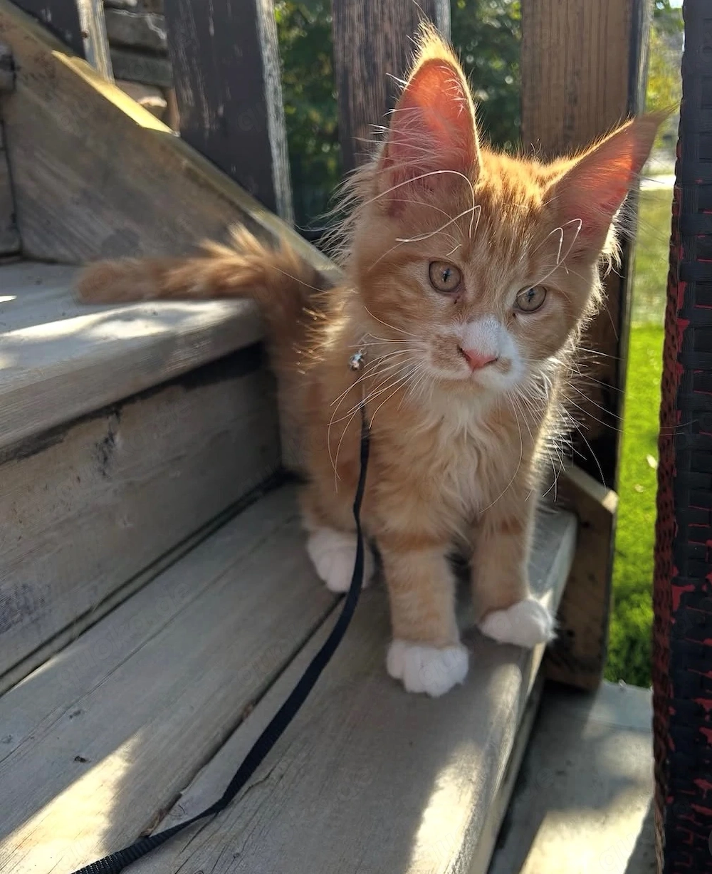 Weibliche Maine-Coon-Katze sucht ein neues Zuhause