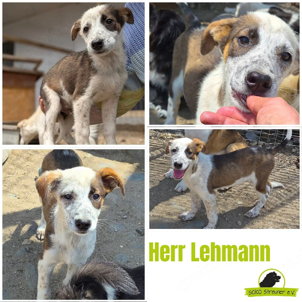 Möchtest du Herren Lehmann kennenlernen? 