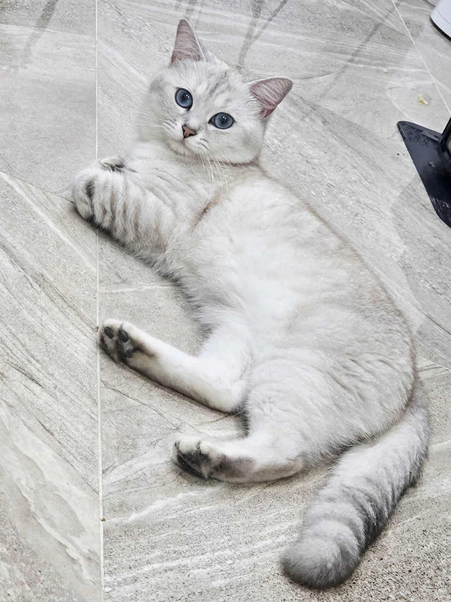 Deckkater BKH 