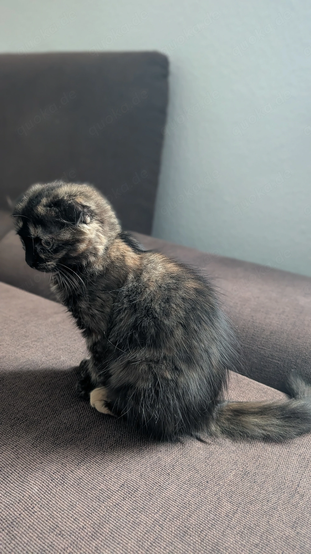 Wunderschönes, verspieltes Katzenmädchen sucht ein liebevolles Zuhause!