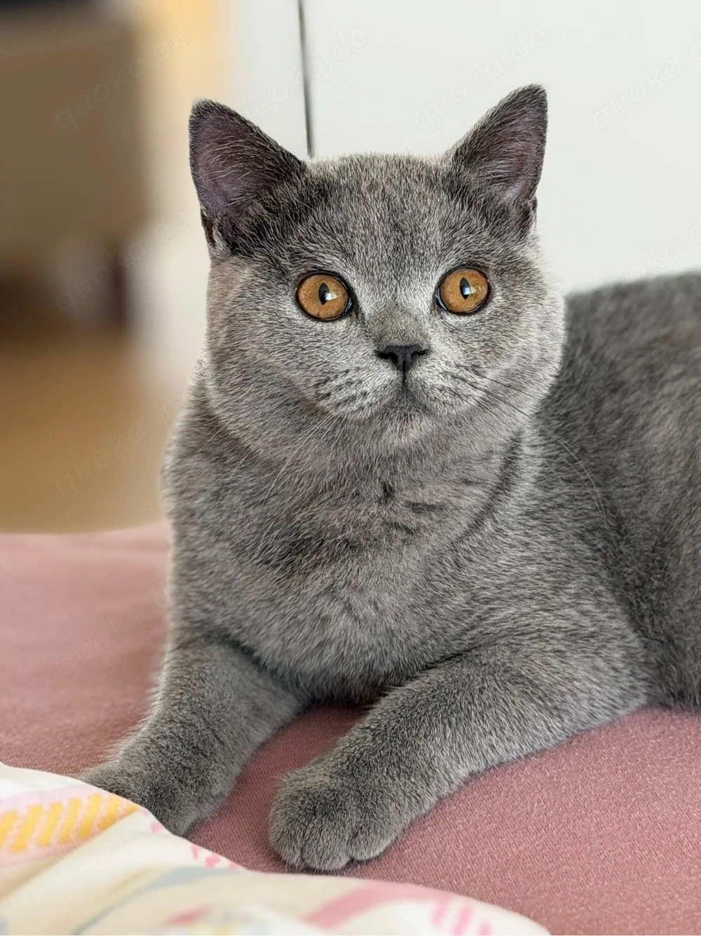 britisch kurzhaar kitten BKH