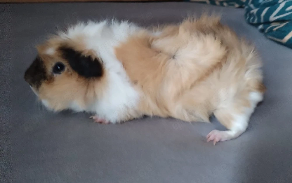 Meerschweinchen Rosette (männlich) 