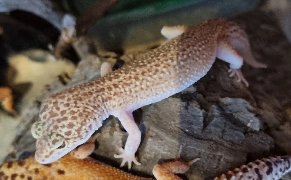 Leopardgecko 0.1 Weibchen & 1.0 Männchen 