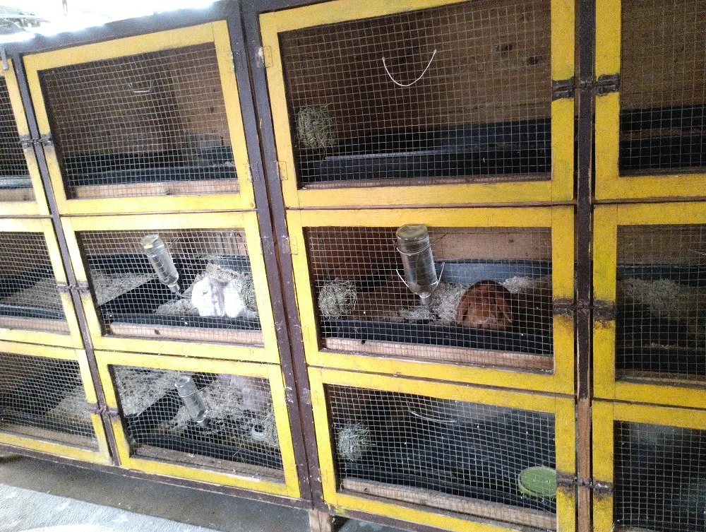 Zwei große Ställe zu Abgabe Kaninchen.