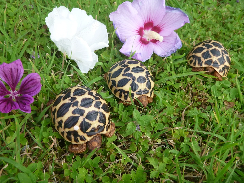 Nachzuchten 2026 Sternschildkröten, Geochelone Elegans