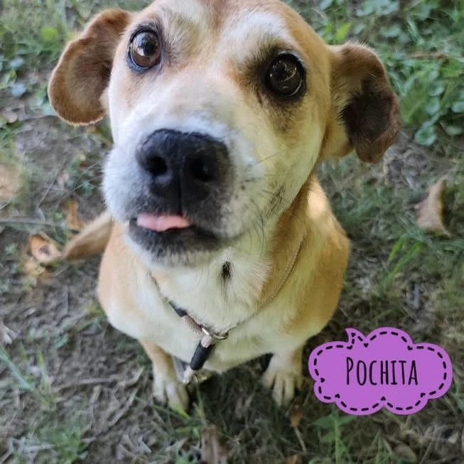 Pochita, liebe, sanfte und verschmuste Labrador Mix Hündin