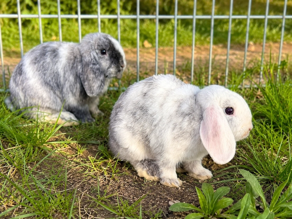 Mini Lop Zwergkaninchen, 15 Wochen, Bruder & Schwester