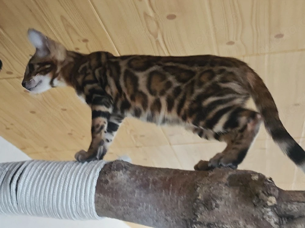 Bengalmädchen 