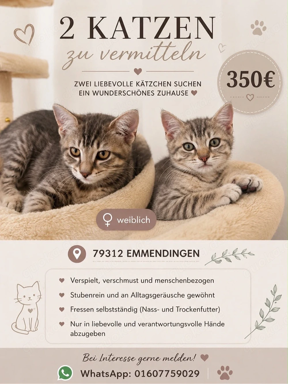 2 Kätzchen zu vermitteln
