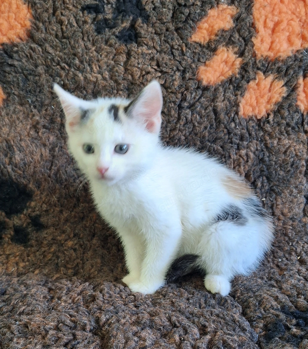 Wunderschöne BKH Kitten 