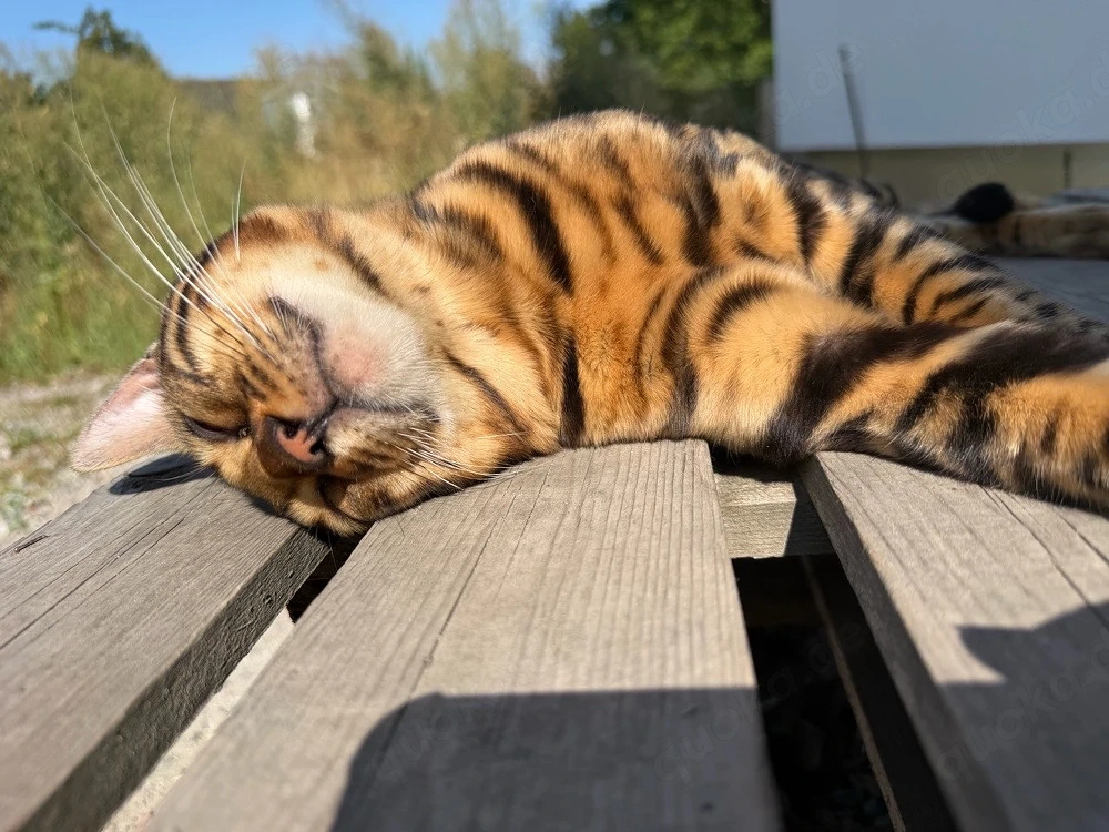 Bengal kitten Brown Spotted Bengalen (Snow Colorpoint-Gen Träger)