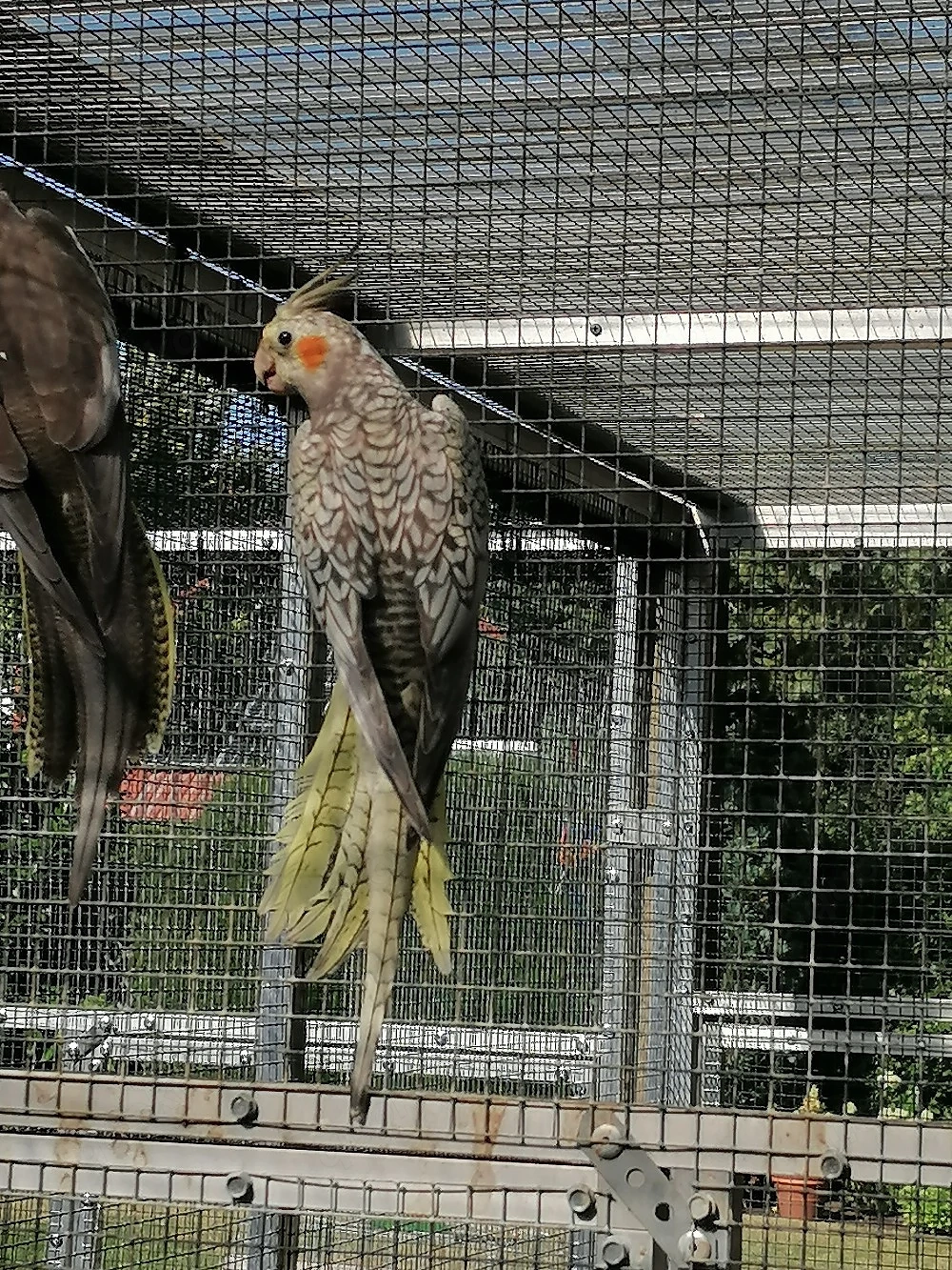 Nymphensittich, Nymphensittiche, Sittiche, Sittich 