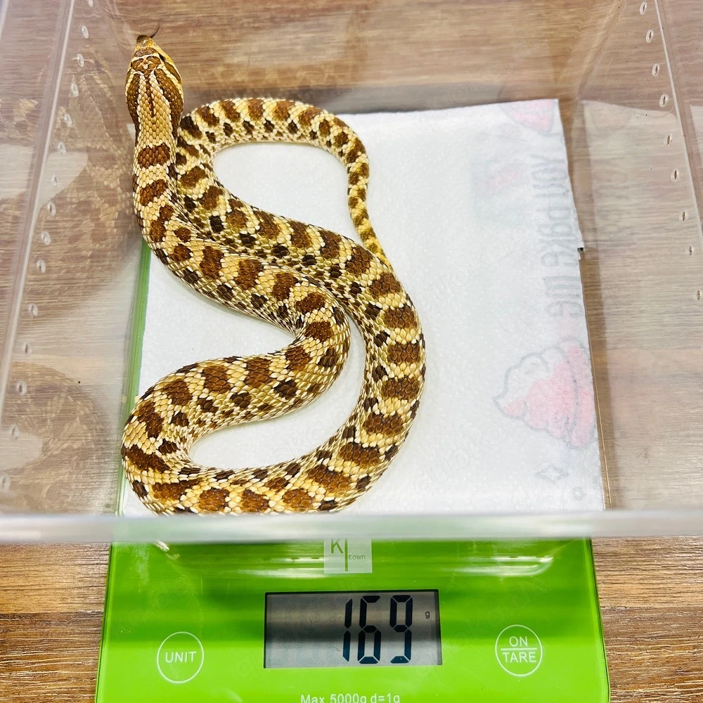 0.1 Heterodon nasicus het Sunburst