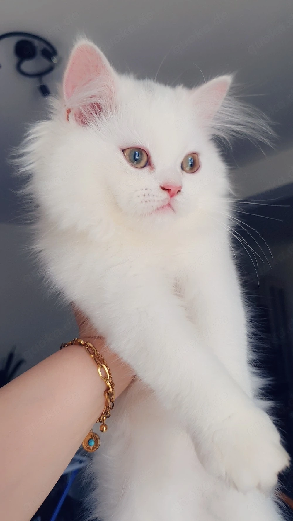 weiße Fellkatze