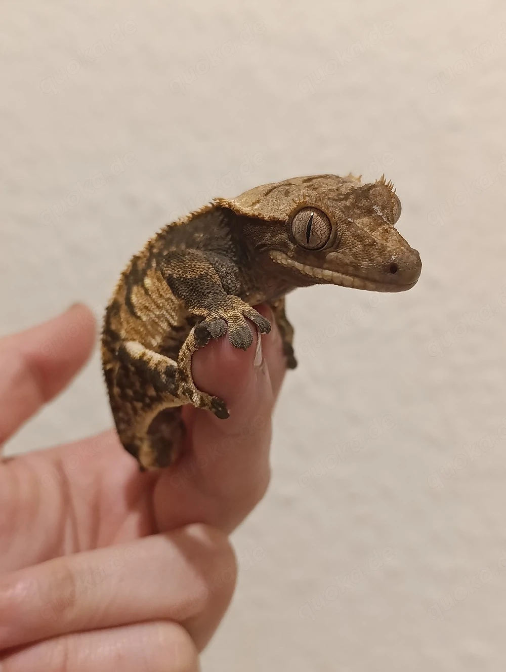Kronengecko Correlophus ciliatus 