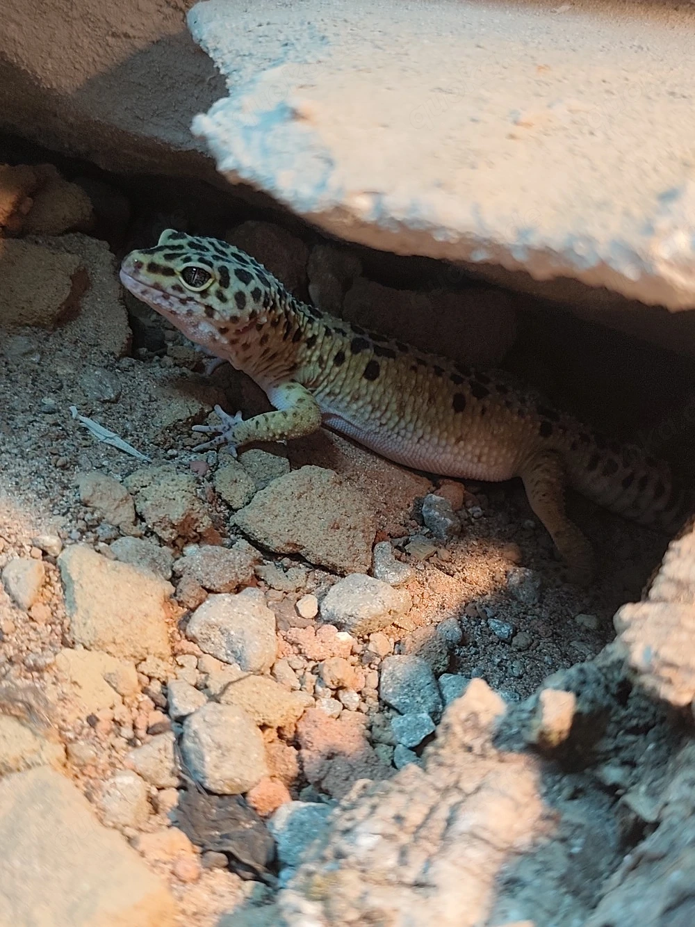 1.0 Leoaprdgecko Bock Wildfarben