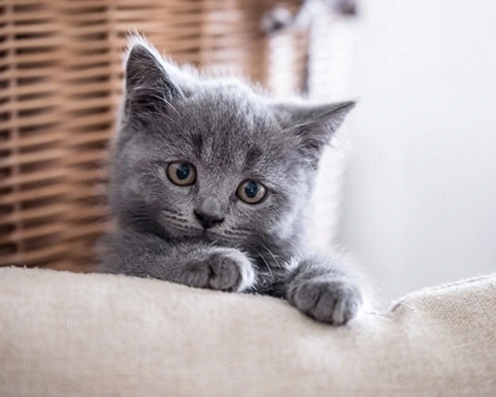 Paar sucht Baby Katze