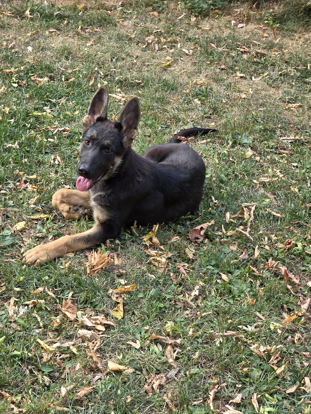 Schäferhund Welpen
