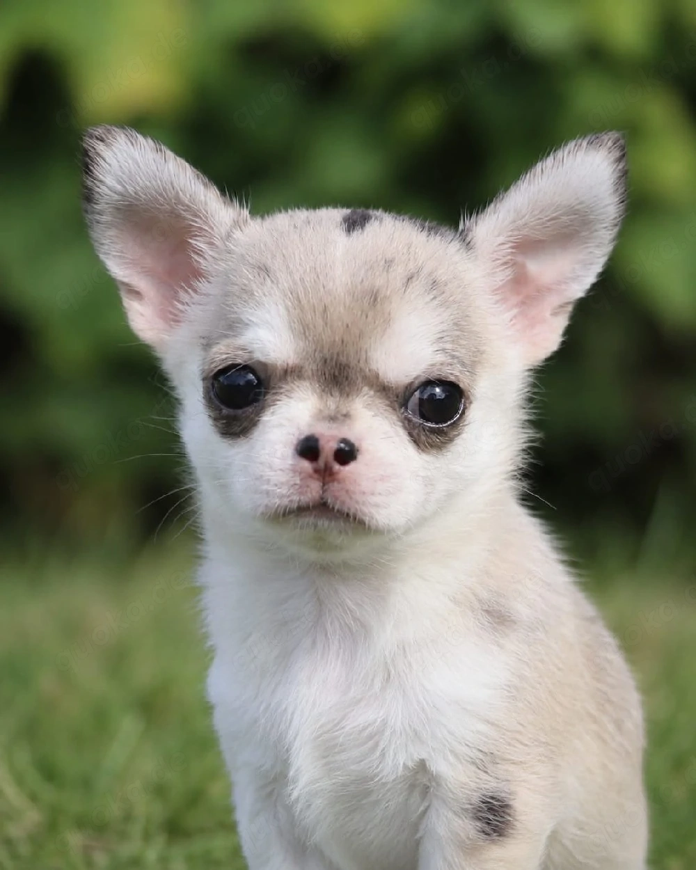 Typvoller kleiner Kurzhaar Chihuahua Rüde mit Ahnentafel 