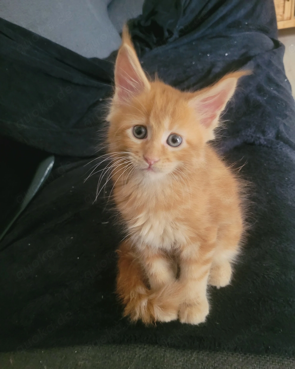 Unsere kleinen Maine-Coon-Schätze suchen ihr Zuhause