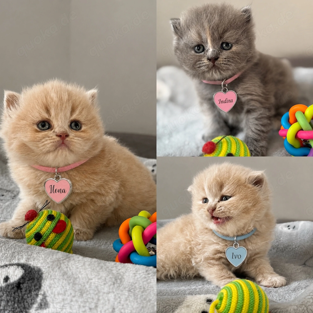 Kitten aus dem Zucht 