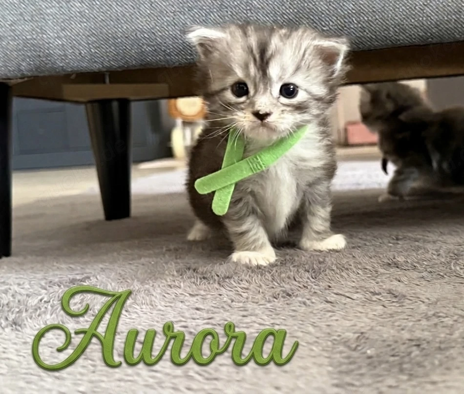 Maine Coon kitten m.P
