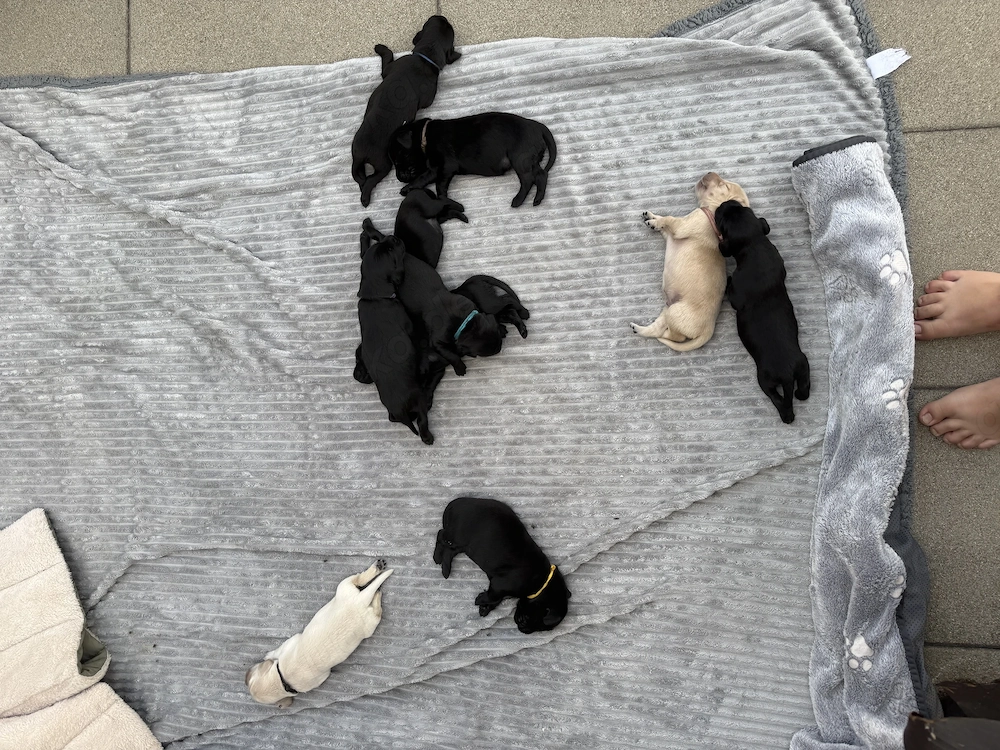 Flat Coated Retriever Welpen