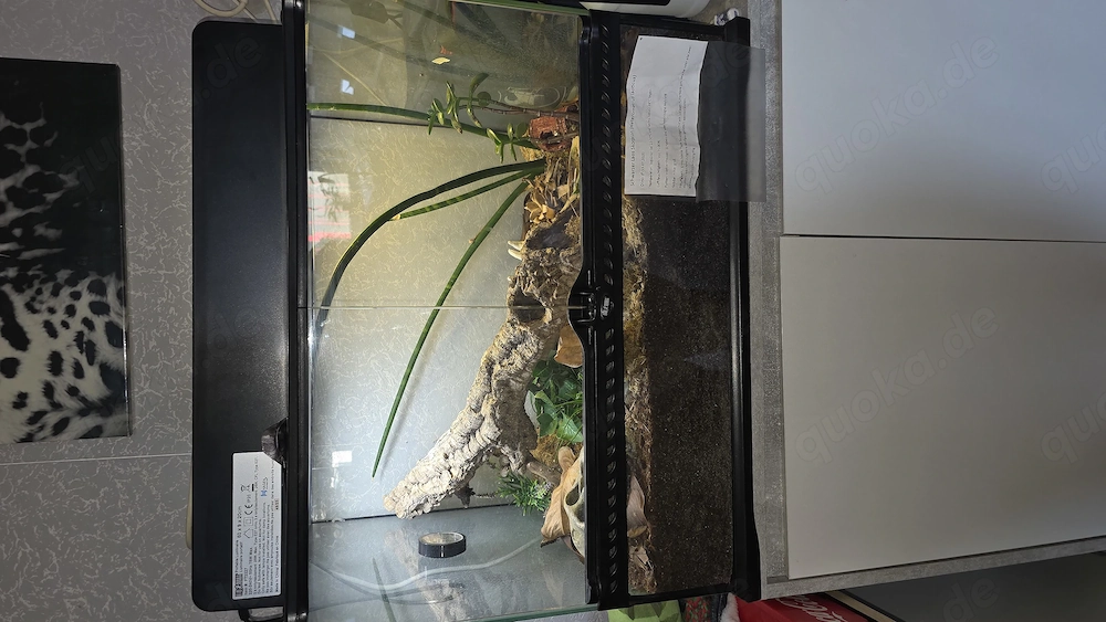 Schwarzer Laos Scorpion mit Exo Terrarium 60x45x45 mit Lampe und Innenausstattung.