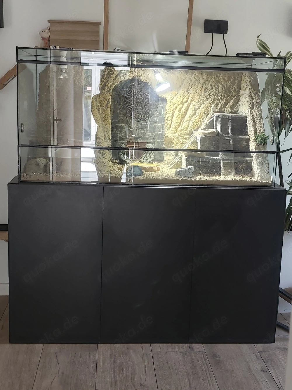 3 Zwergbartagamen inkl. Terrarium, Unterschrank & Zubehör abzugeben