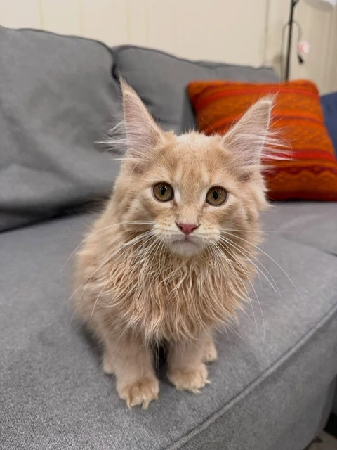 Main coon Katzen