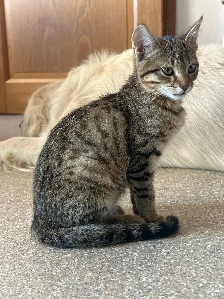      Kleine Katzenbabys