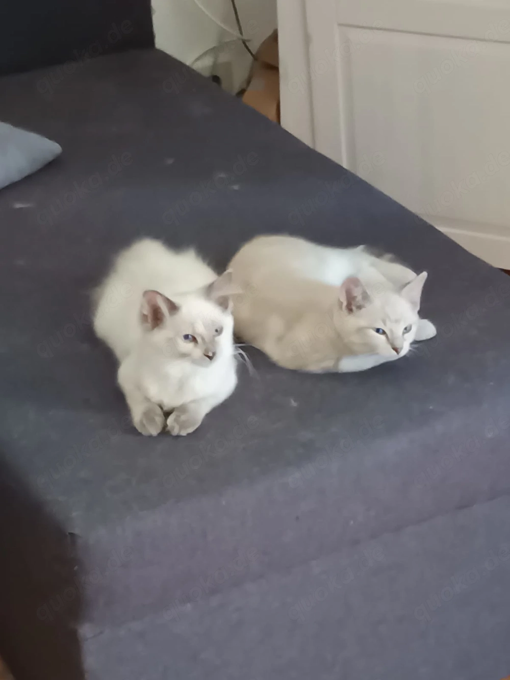 Ragdoll und Ragdollmixe  update 