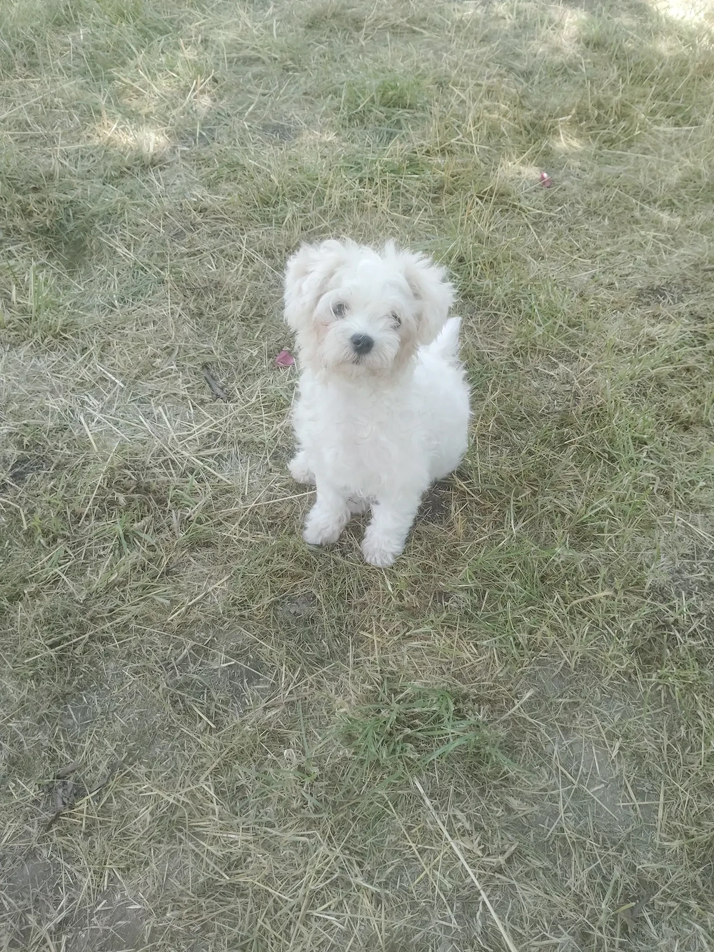 Bichon Toy