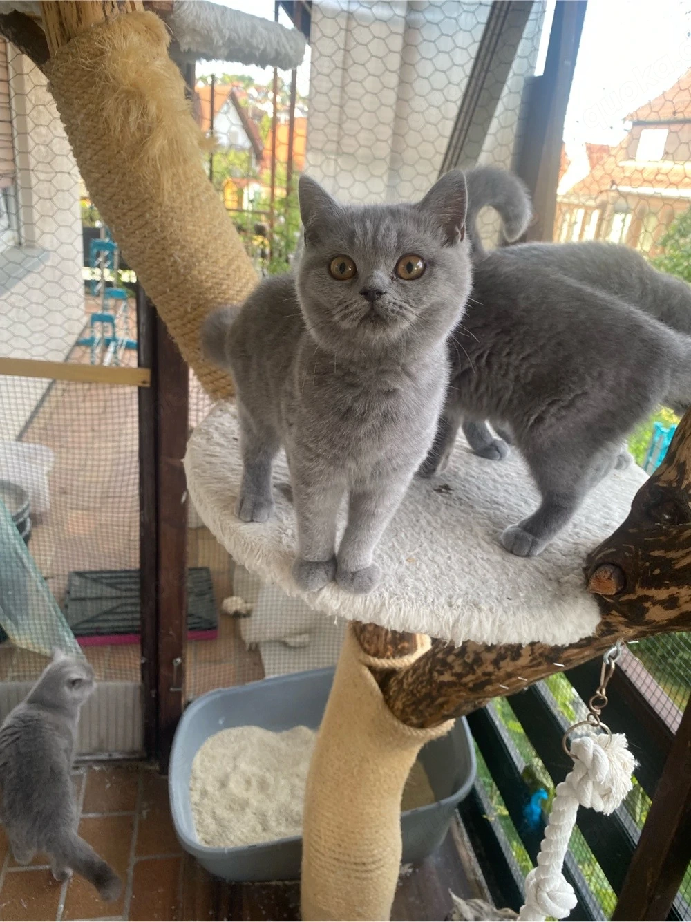    Liebevolle BKH-Kitten suchen ihr Zuhause   