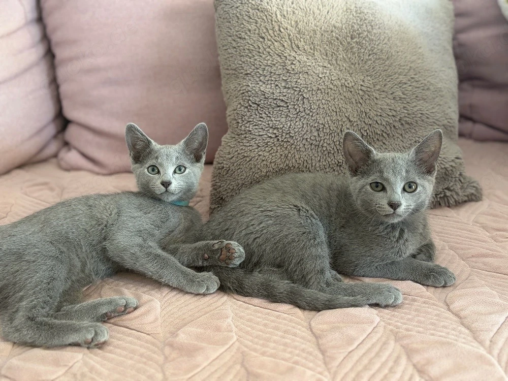 Russisch Blau Kitten