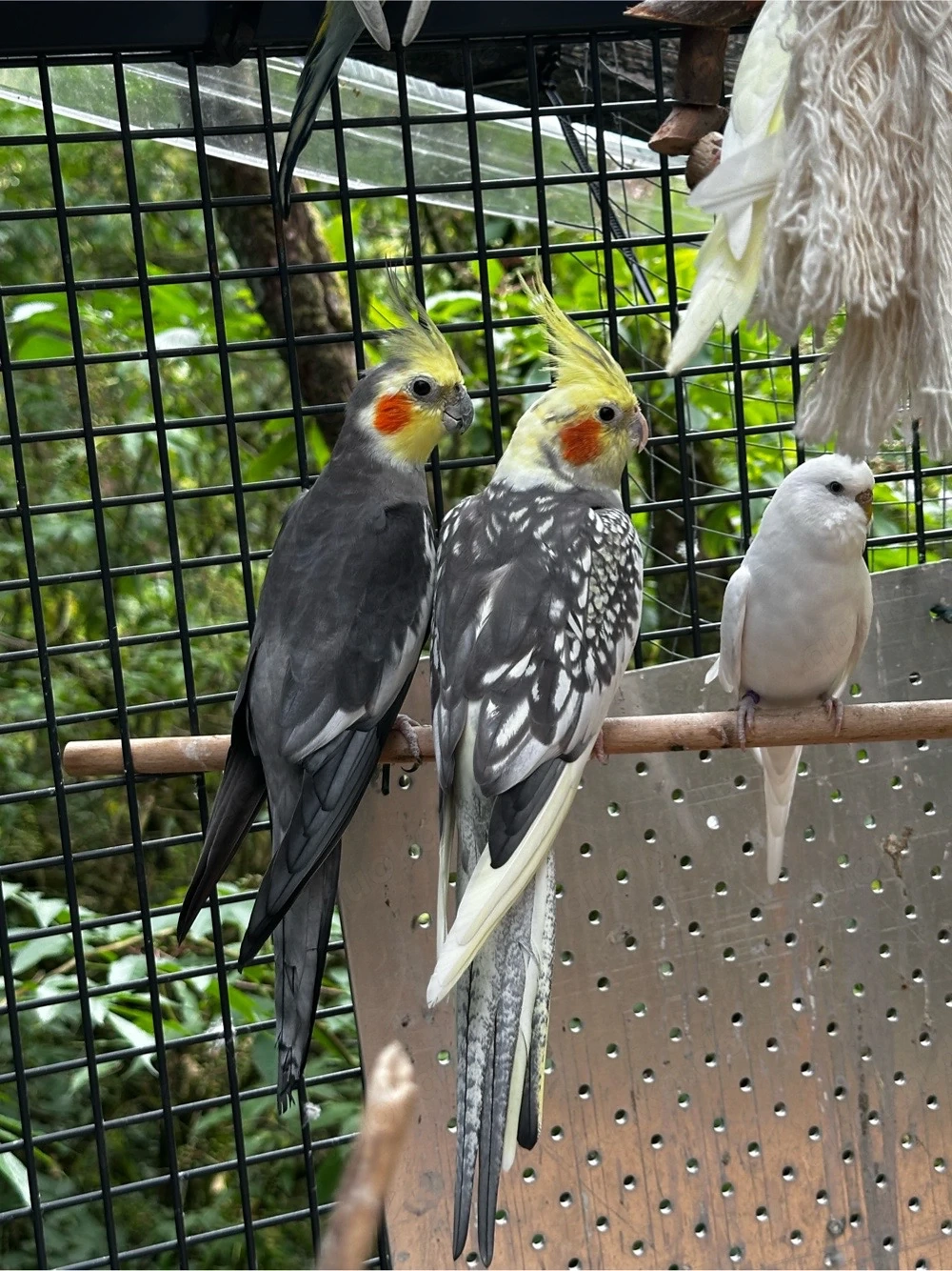 Nymphensittich pärchen 