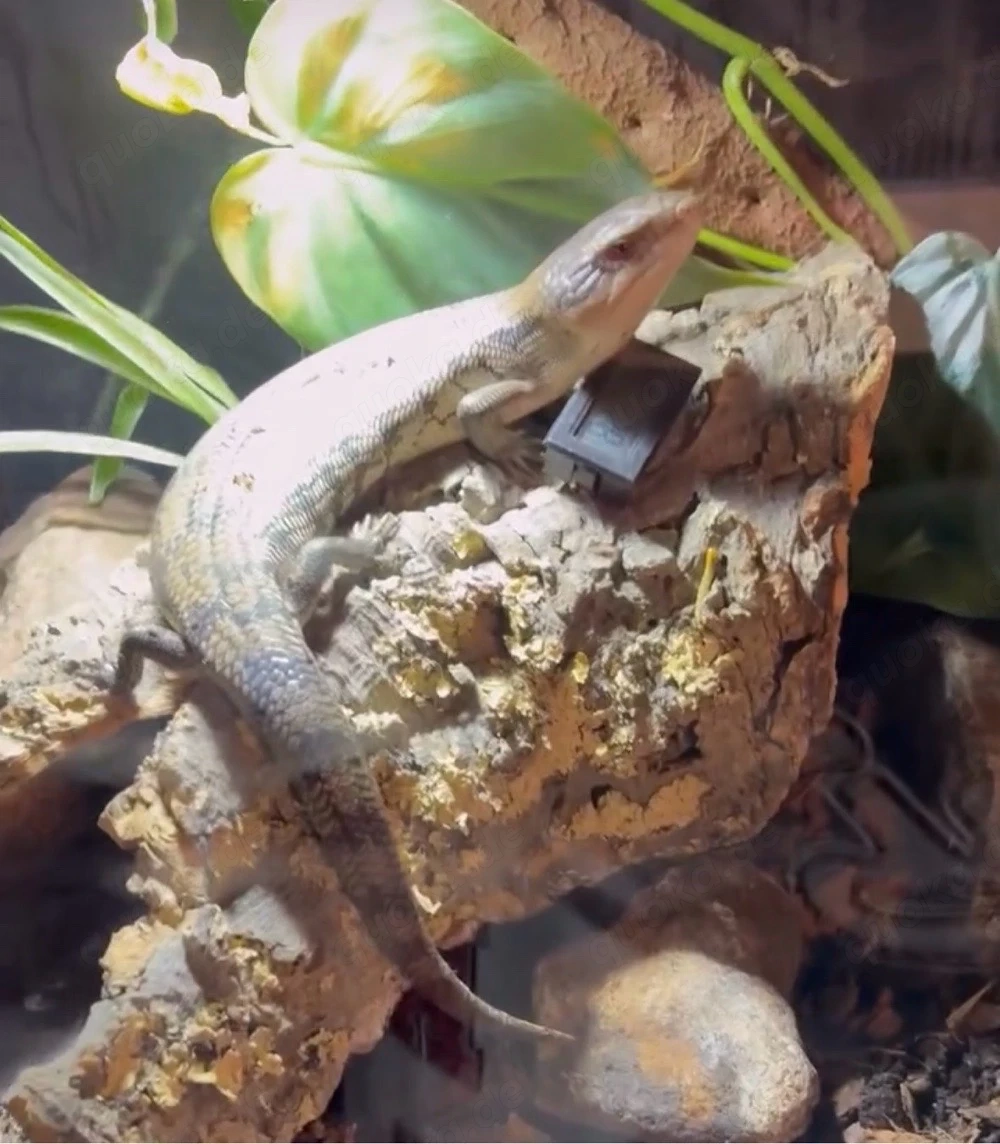 Blauzungenskink Tiliqua gigas 0.1