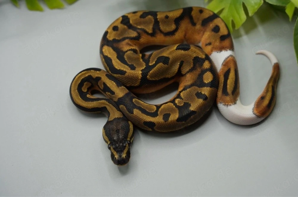 0.1 Piebald Nr.3 ENZ 2026 Königspython