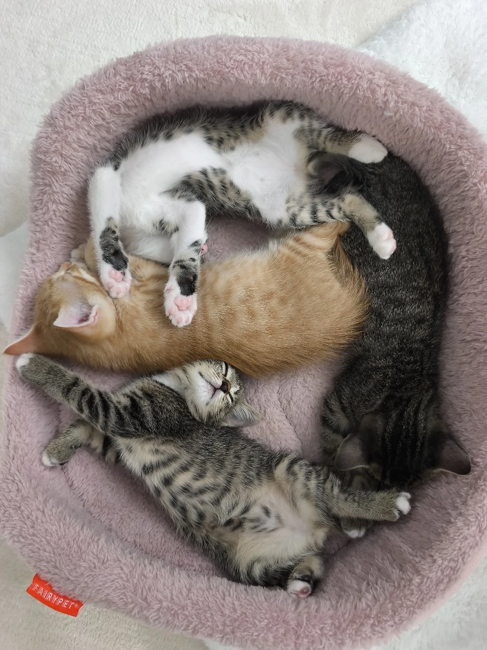 Kitten in liebevolles Zuhause abzugeben