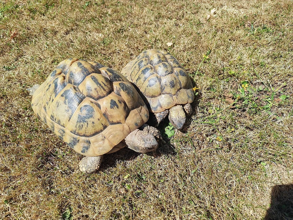 Griechische Landschilkröten  4 Tiere