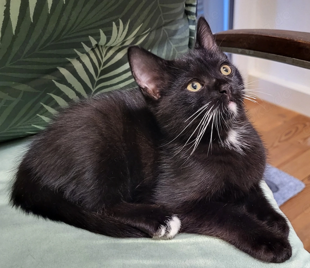 Ein Kater  sucht  neu Zuhause 